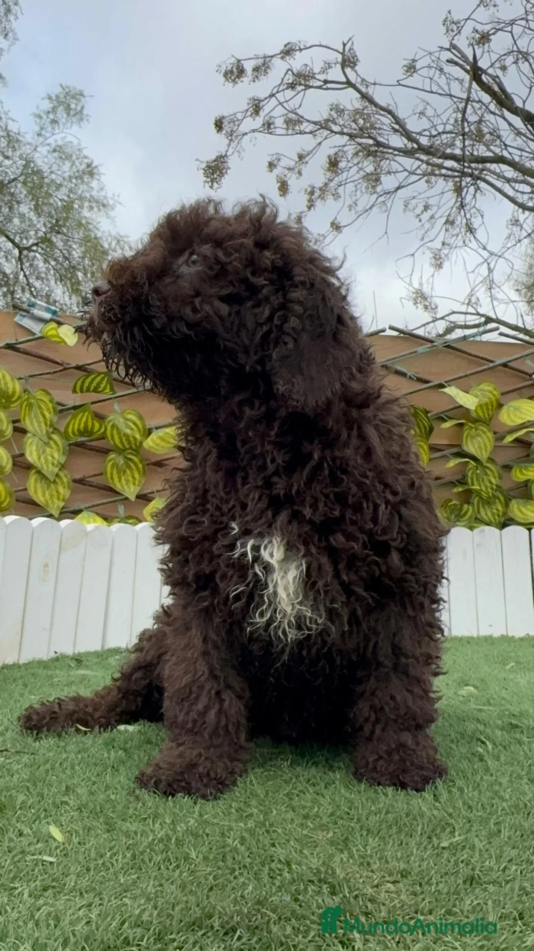 Perro de Agua Español perros en venta: PERRO DE AGUA LISTO PARA ENTREGAR - Anuncio 11