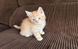 Británico de Pelo Corto gatos en venta: Gatcot.com - Imagen 1