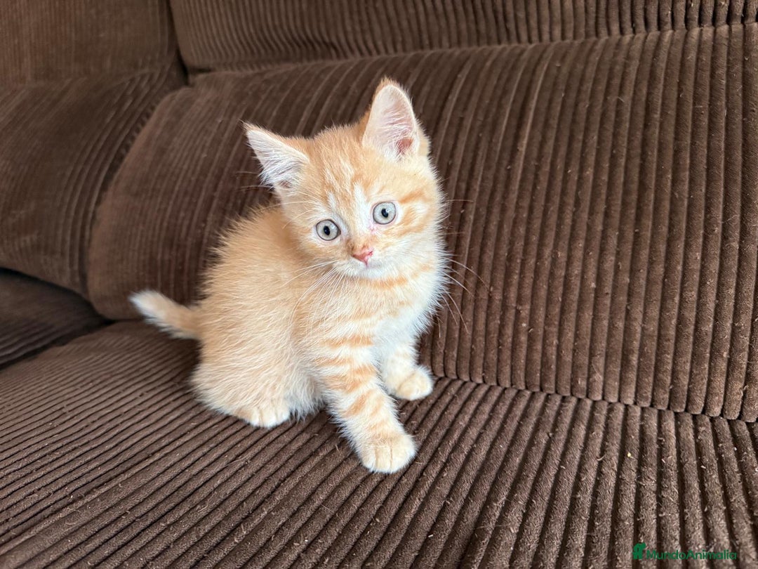 Británico de Pelo Corto gatos en venta: Gatcot.com - Imagen 1