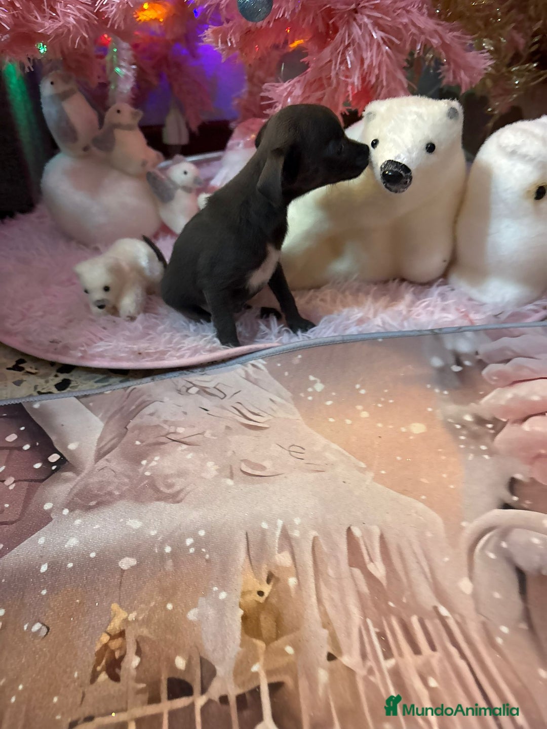 Chihuahua perros en venta: Chihuahua toy blue - Anuncio 1