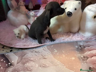 Chihuahua perros Chihuahua toy blue - Anuncio 1