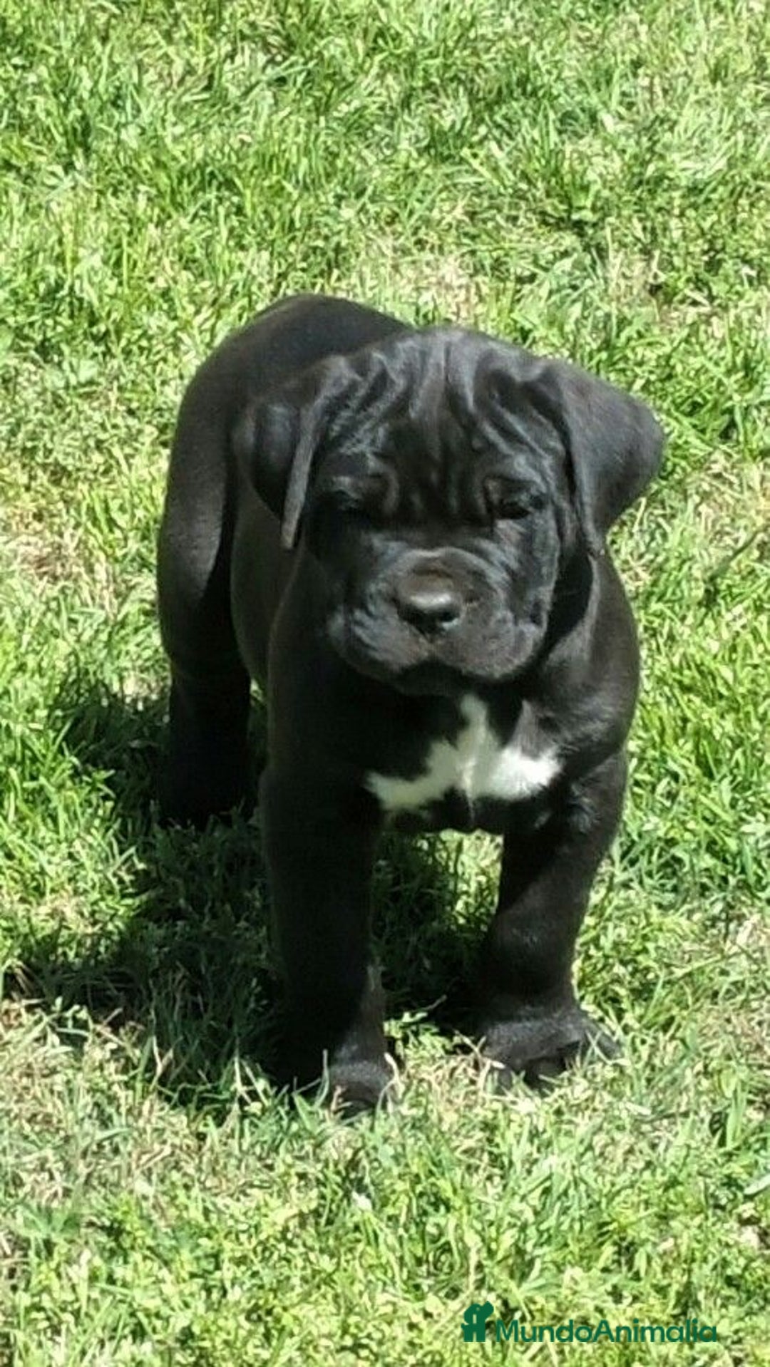 Cane Corso perros en venta: CACHORROS MACHOS DE CANE CORSO - Anuncio 1