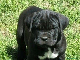 Cane Corso perros CACHORROS MACHOS DE CANE CORSO - Anuncio 2