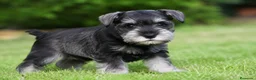 Schnauzer Miniatura perros en venta: Schnauzer miniatura  - Anuncio 1