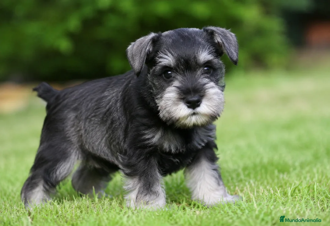 Schnauzer Miniatura perros en venta: Schnauzer miniatura  - Anuncio 1