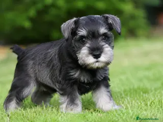 Schnauzer Miniatura perros Schnauzer miniatura - Anuncio 1