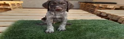 Braco Alemán de Pelo Duro perros en venta: Cachorros de Drahthaar  - Anuncio 7