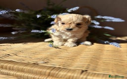 Maltipoo perros en venta: Maltipoo de caramelo hembra disponible  - Imagen 1