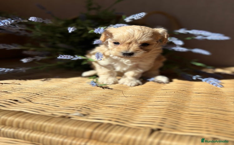 Maltipoo perros - Anuncio 3