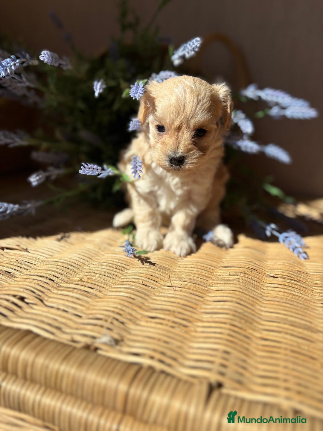 Maltipoo perros en venta: Maltipoo de caramelo hembra disponible  - Imagen 1