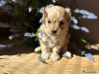 Maltipoo perros - Anuncio 5
