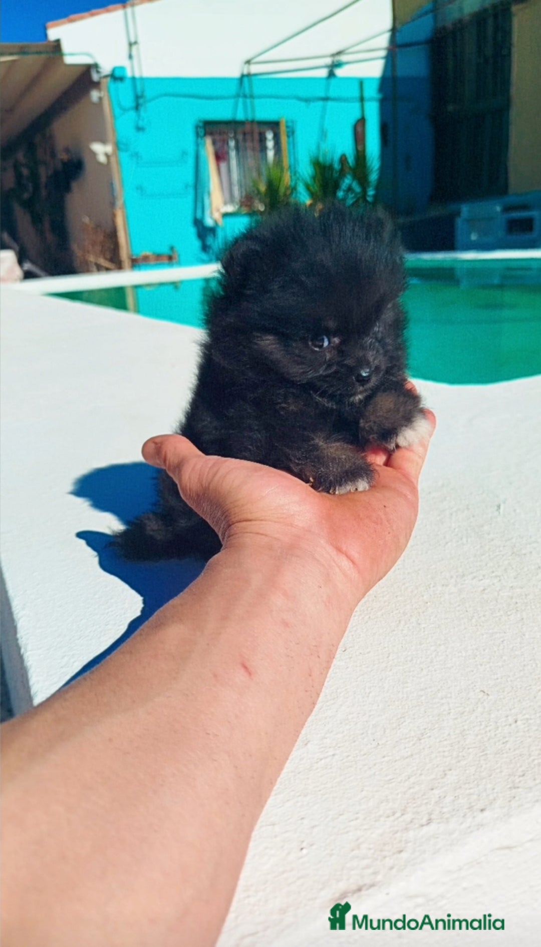 Pomerania perros en venta: Lulú de pomerania toy  - Imagen 1