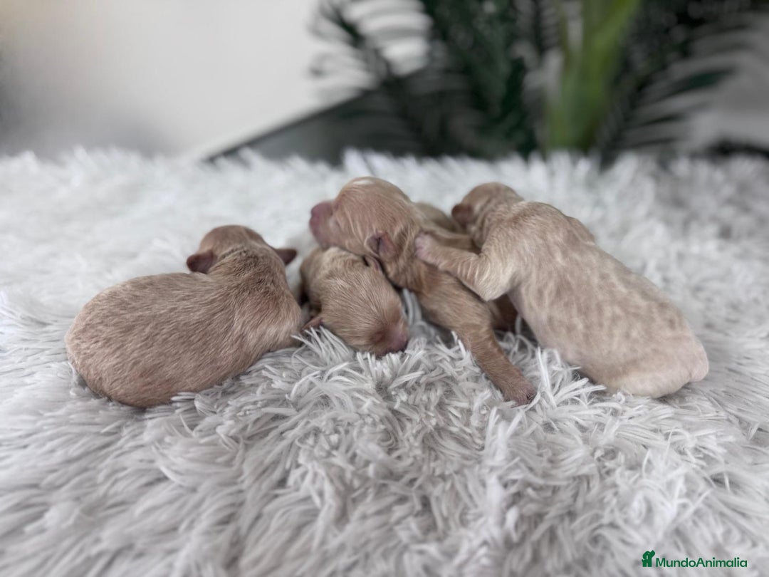 Maltipoo perros en venta: MALTIPOO MACHOS - Imagen 8