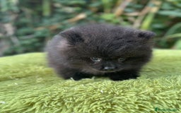 Pomerania perros en venta: Pomerania toy cara de oso  - Imagen 2