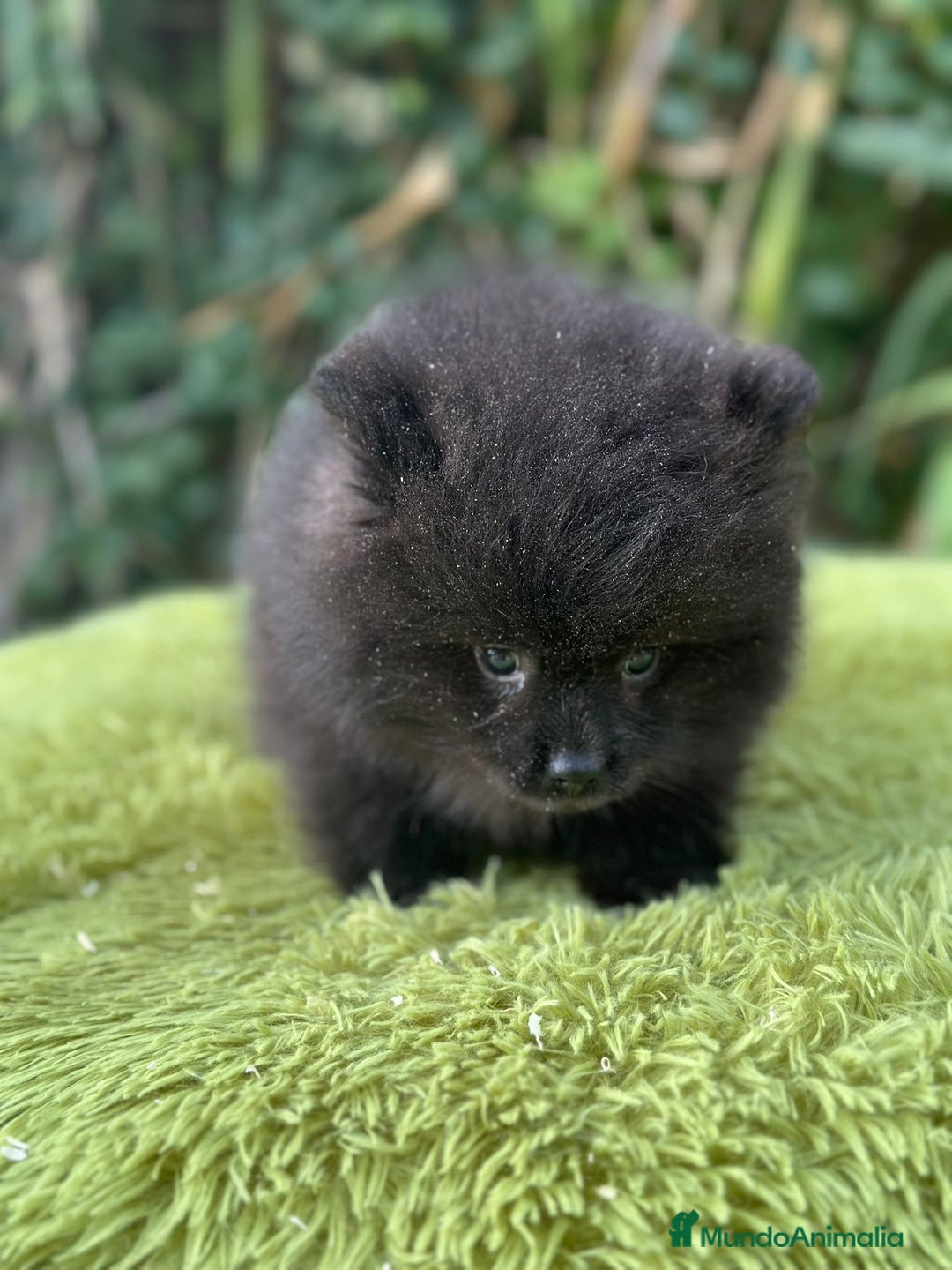Pomerania perros en venta: Pomerania toy cara de oso  - Imagen 2
