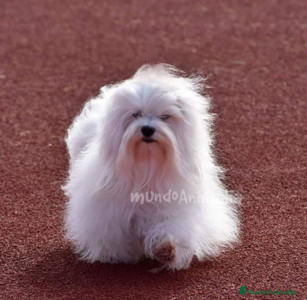 Imagen de galería {{count}}