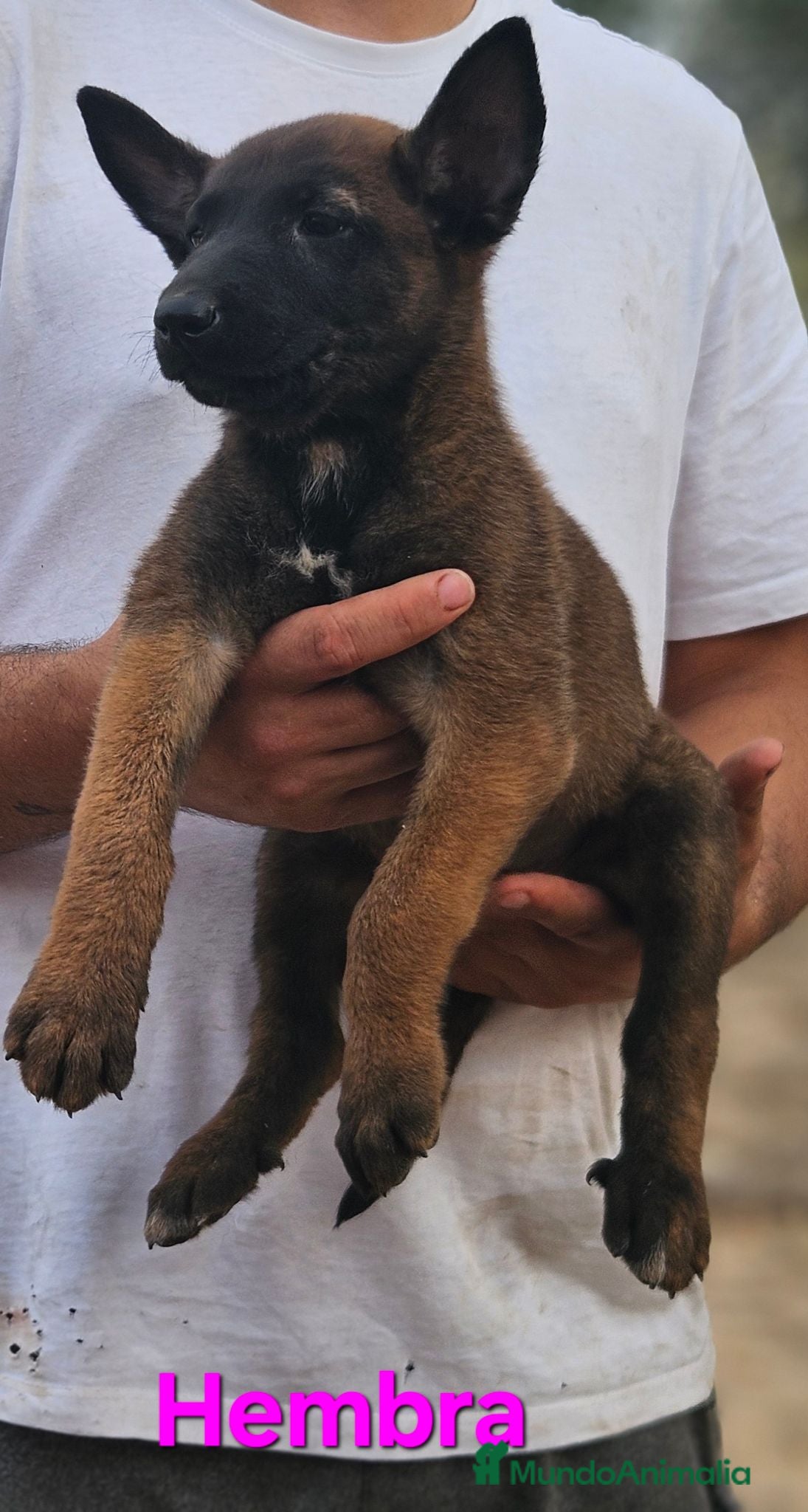 Pastor Belga Malinois perros Cachorros malinois - Anuncio 21