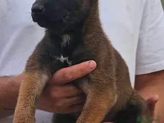 Pastor Belga Malinois perros Cachorros malinois - Anuncio 21