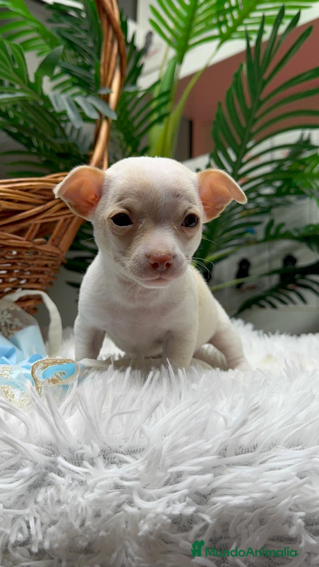Chihuahua perros en venta: CHIHUAHUA MACHO - Anuncio 11