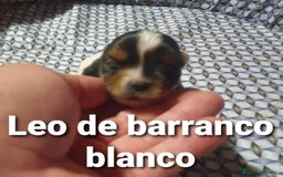 Biewer Yorkshire Terrier a la Pom Pon perros en venta: Biewer con pedigree - Imagen 6