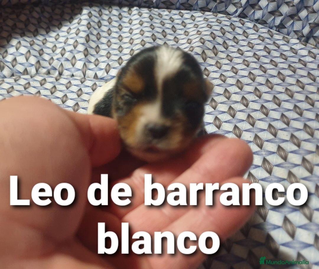 Biewer Yorkshire Terrier a la Pom Pon perros en venta: Biewer con pedigree - Imagen 6