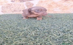Teckel Miniatura perros en venta: Teckel Mini Chocolate - Imagen 1