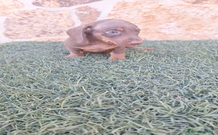 Teckel Miniatura perros - Anuncio 1