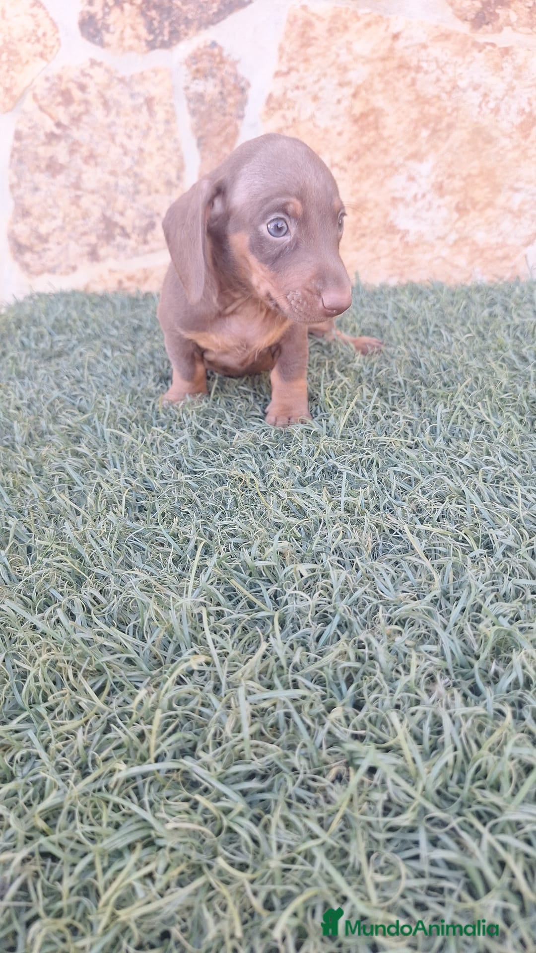 Teckel Miniatura perros en venta: Teckel Mini Chocolate - Imagen 1