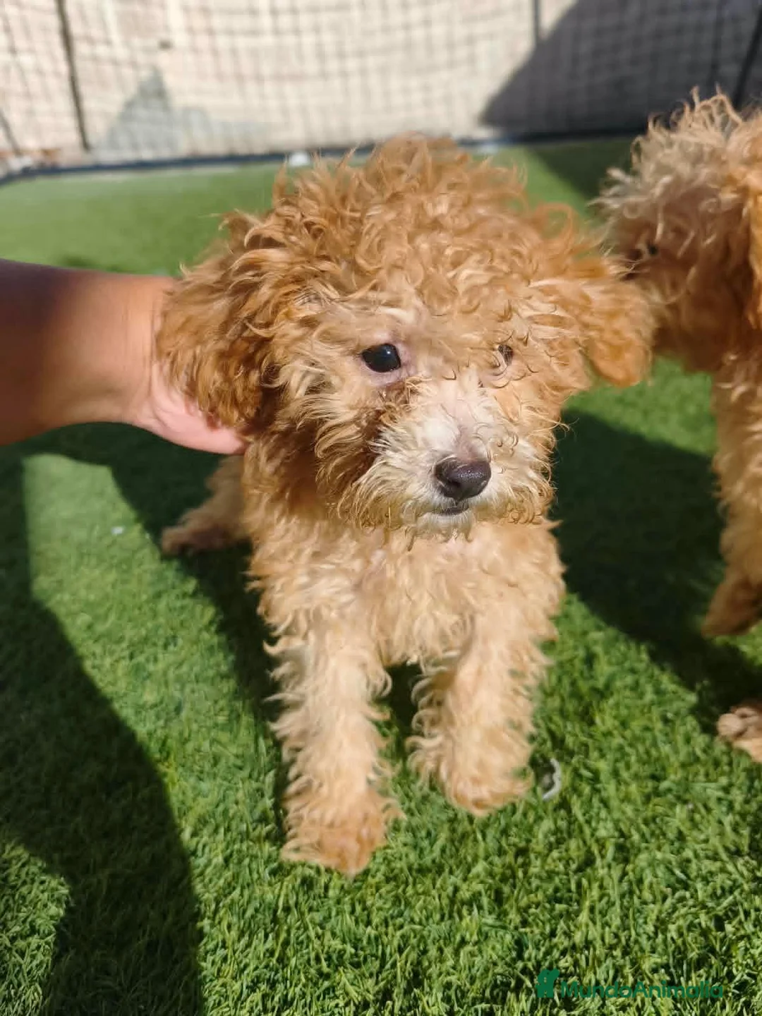Caniche Toy perros en venta: Caniches Toy Apricot  - Anuncio 6