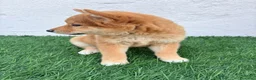 Shiba Inu perros en venta: Shiba Inu - Anuncio 18
