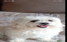 Raza Mixta perros en venta: Bichón habanero bichón maltes toys - Imagen 7