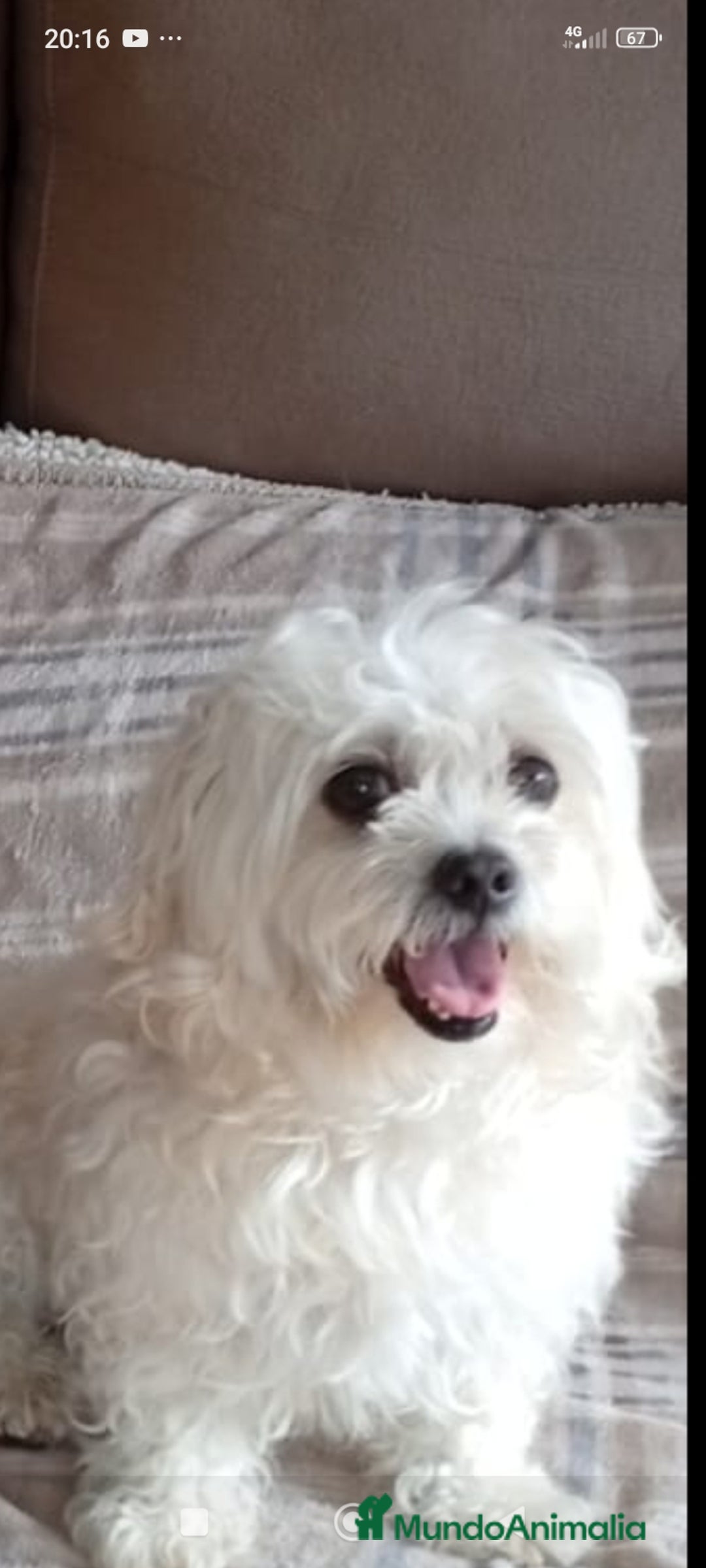 Raza Mixta perros en venta: Bichón habanero bichón maltes toys - Imagen 7