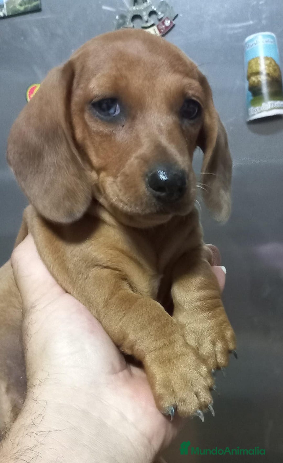 Teckel perros en venta: Teckel - Imagen 1