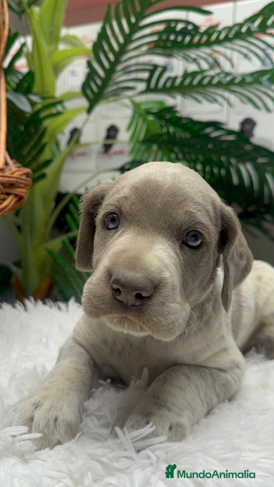 Braco Alemán de Pelo Corto perros en venta: BRACO ALEMAN - Anuncio 21