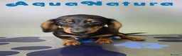 Teckel perros en venta: Teckel Hembra de Kily y Luisiño 8164 AQUANATURA - Anuncio 5
