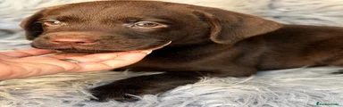 Labrador Retriever 4