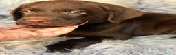 Labrador Retriever perros en venta: LABRADOR CHOCOLATE - Anuncio 4
