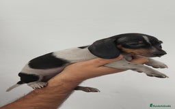 Teckel Miniatura perros en venta: Teckel mini pielbad y exóticos  - Imagen 4