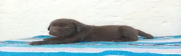 Labrador Retriever perros en venta: Macho labrador retriever chocolate  en Málaga - Anuncio 3