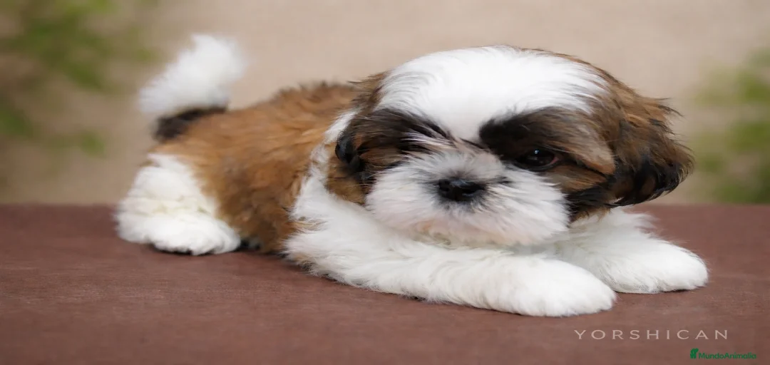 Imagen de galería {{count}}