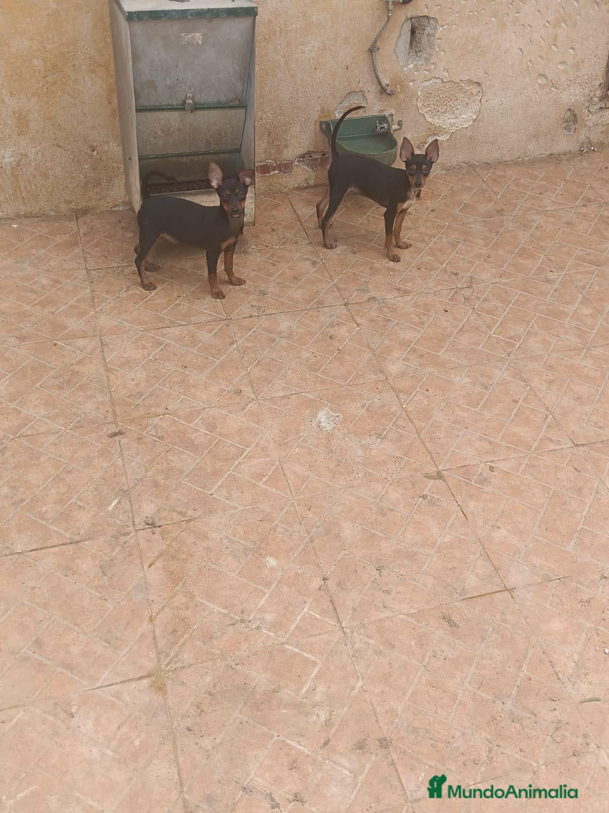 Pinscher Miniatura perros Pinscher miniatura  - Anuncio 1