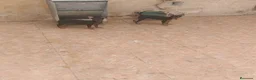Pinscher Miniatura perros en venta: Pinscher miniatura  - Anuncio 1
