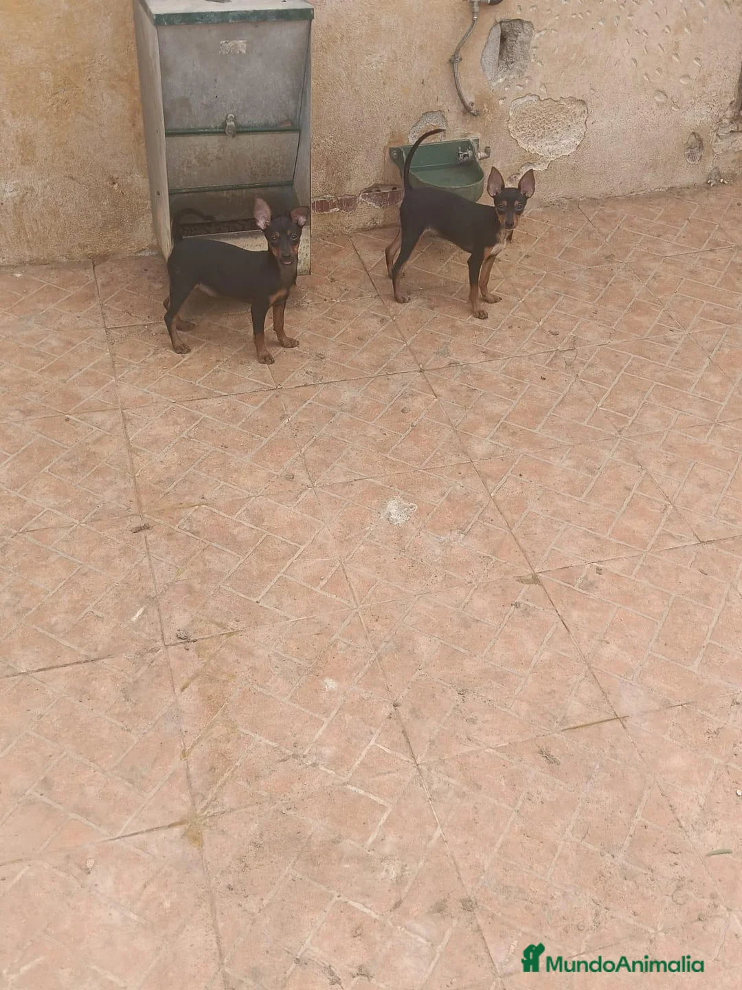 Pinscher Miniatura perros en venta: Pinscher miniatura  - Anuncio 1