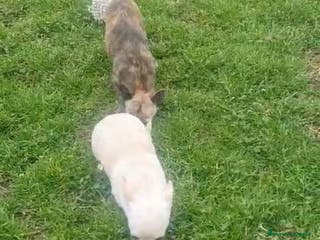 Chihuahua perros Chiguagua de pelo largo en Granada - Anuncio 4