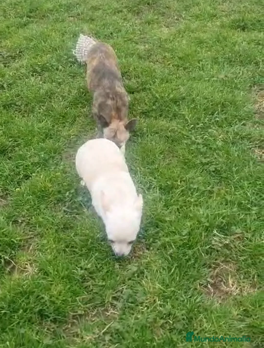 Chihuahua perros en venta: Chiguagua de pelo largo  en Granada - Anuncio 1