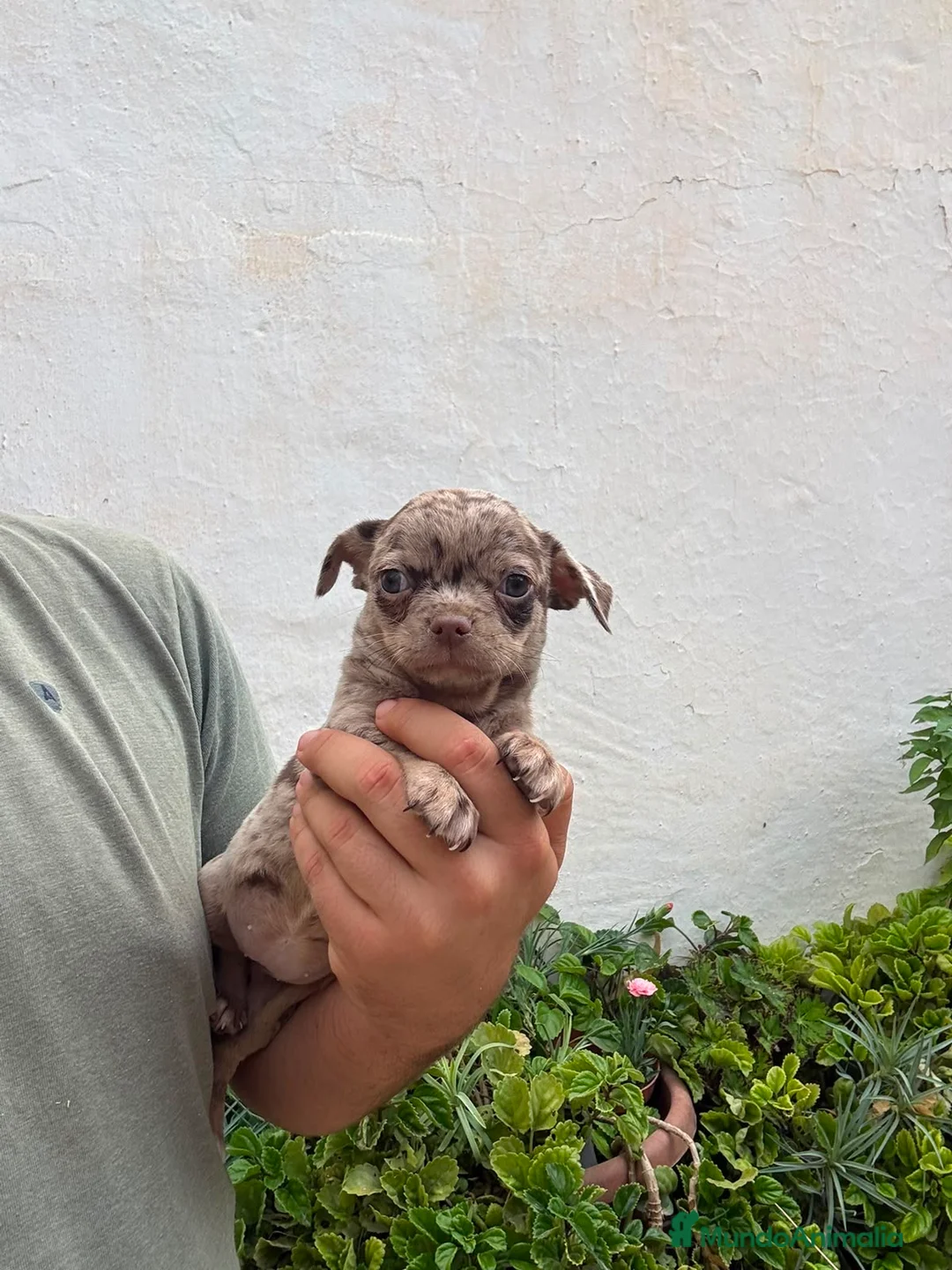 Chihuahua perros en venta: Cachorros de chihuahua  - Anuncio 3