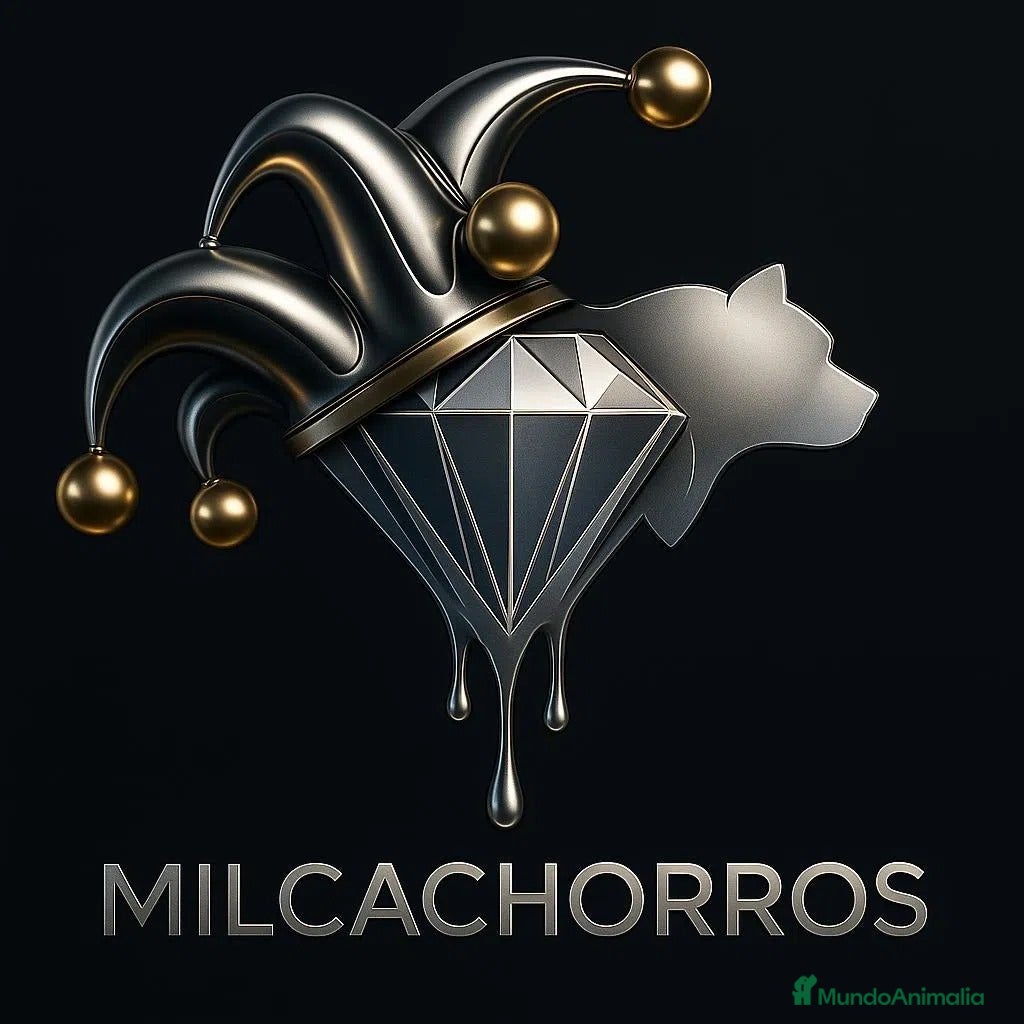 Bulldog Francés perros entra en nuestra web milcachorros.es - Anuncio 19