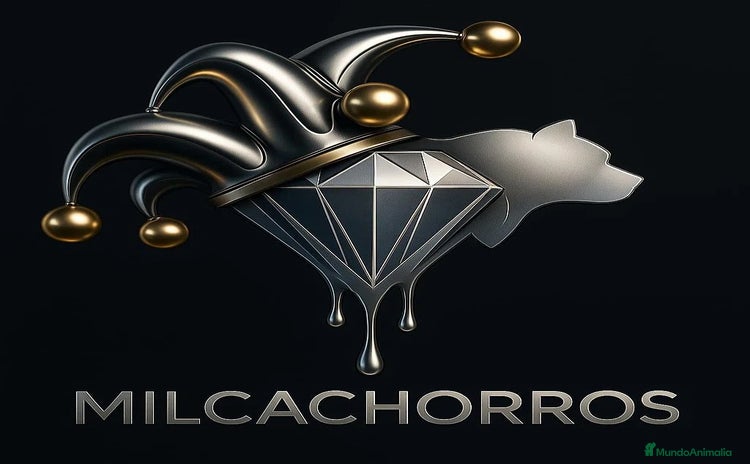 Bulldog Francés perros - Anuncio 2