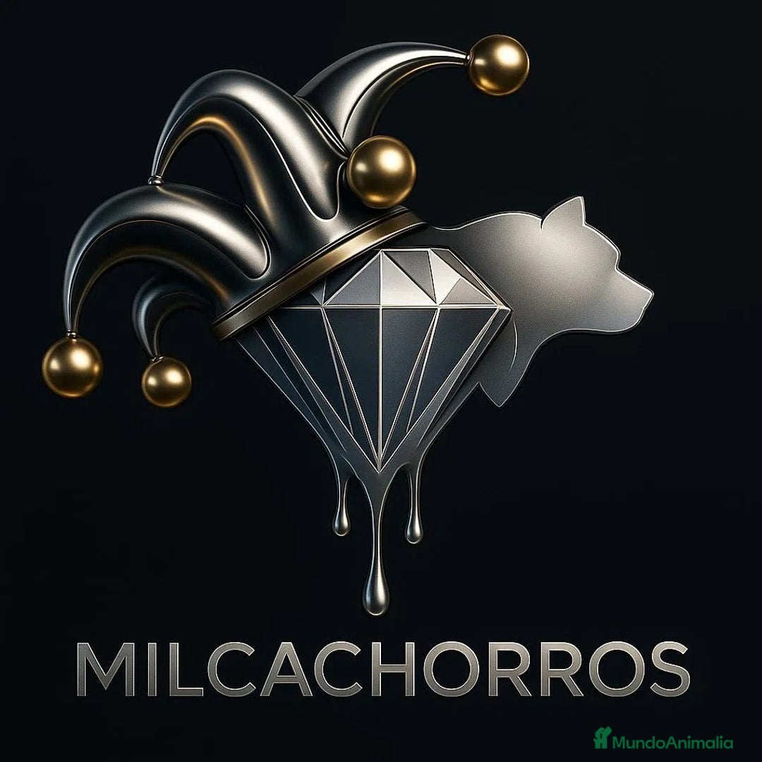 Bulldog Francés perros en venta: entra en nuestra web milcachorros.es - Imagen 1