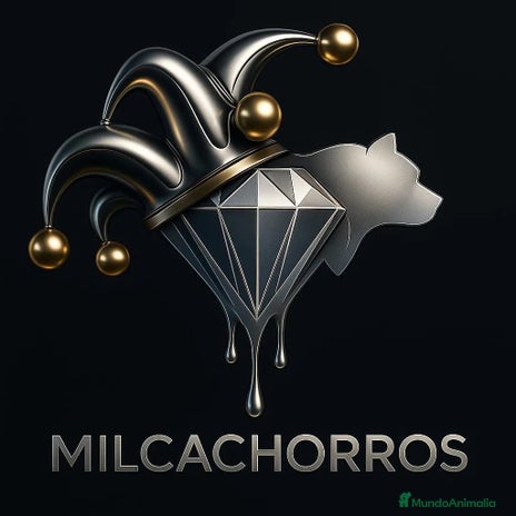 Bulldog Francés perros - Anuncio 1